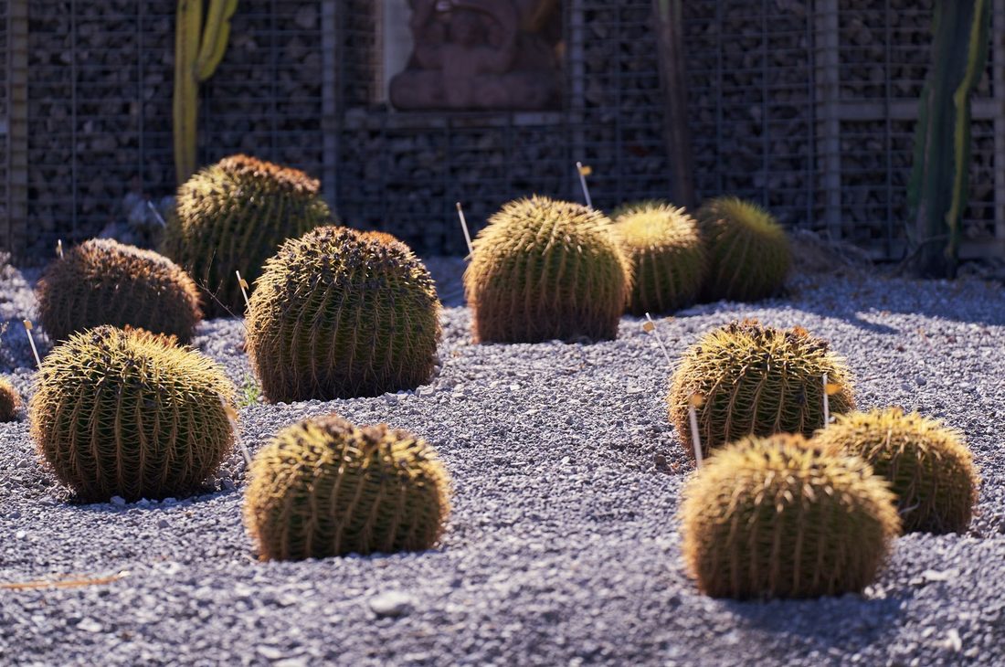 Barrel cacti planted in a bed of pale landscaping gravel